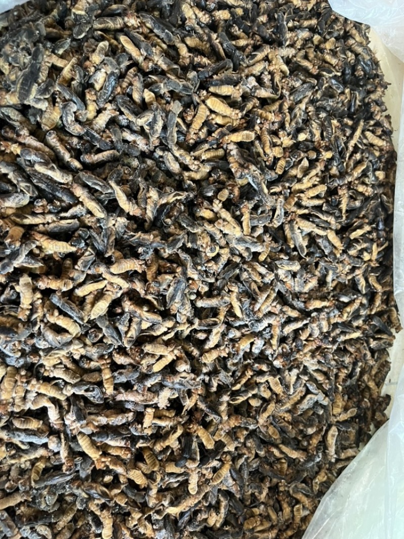 土狗蝼蛄食用蝼蛄烧烤大排档农庄餐馆特色食材