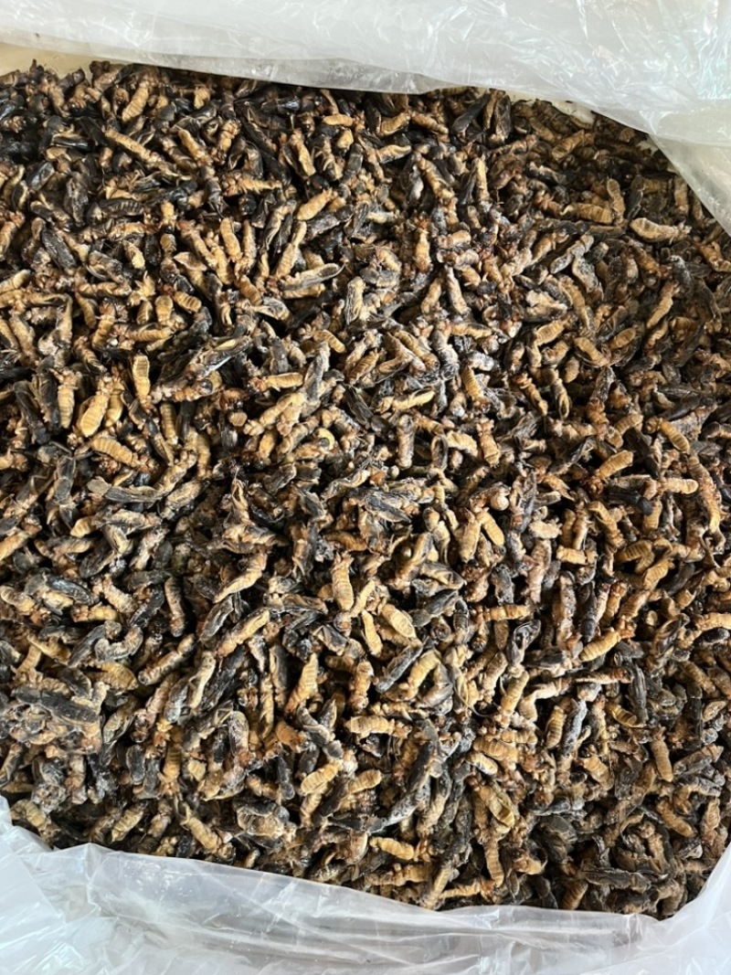 土狗蝼蛄食用蝼蛄烧烤大排档农庄餐馆特色食材