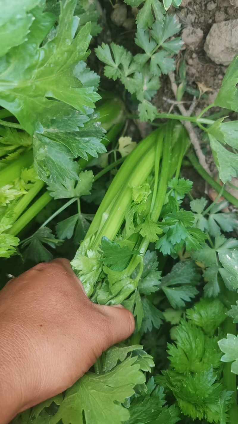 宁夏优质芹菜，毛芹，大量上市，欢迎咨询，量大价格