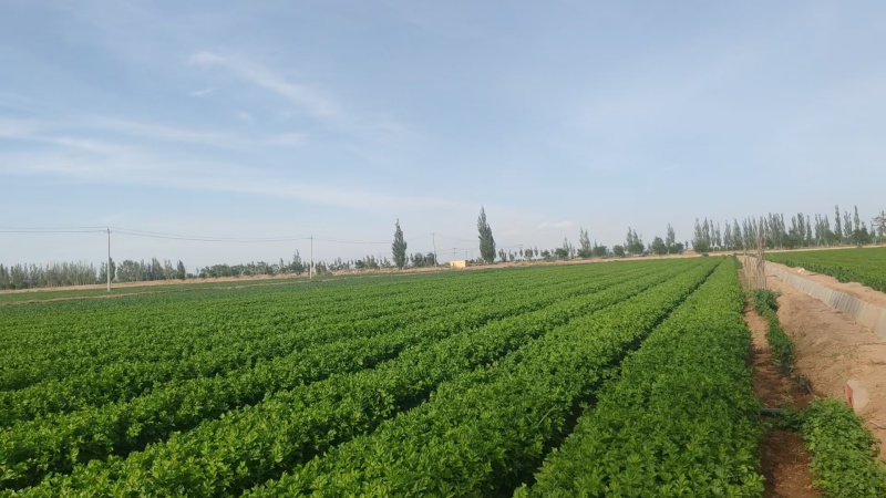宁夏优质芹菜，毛芹，大量上市，欢迎咨询，量大价格