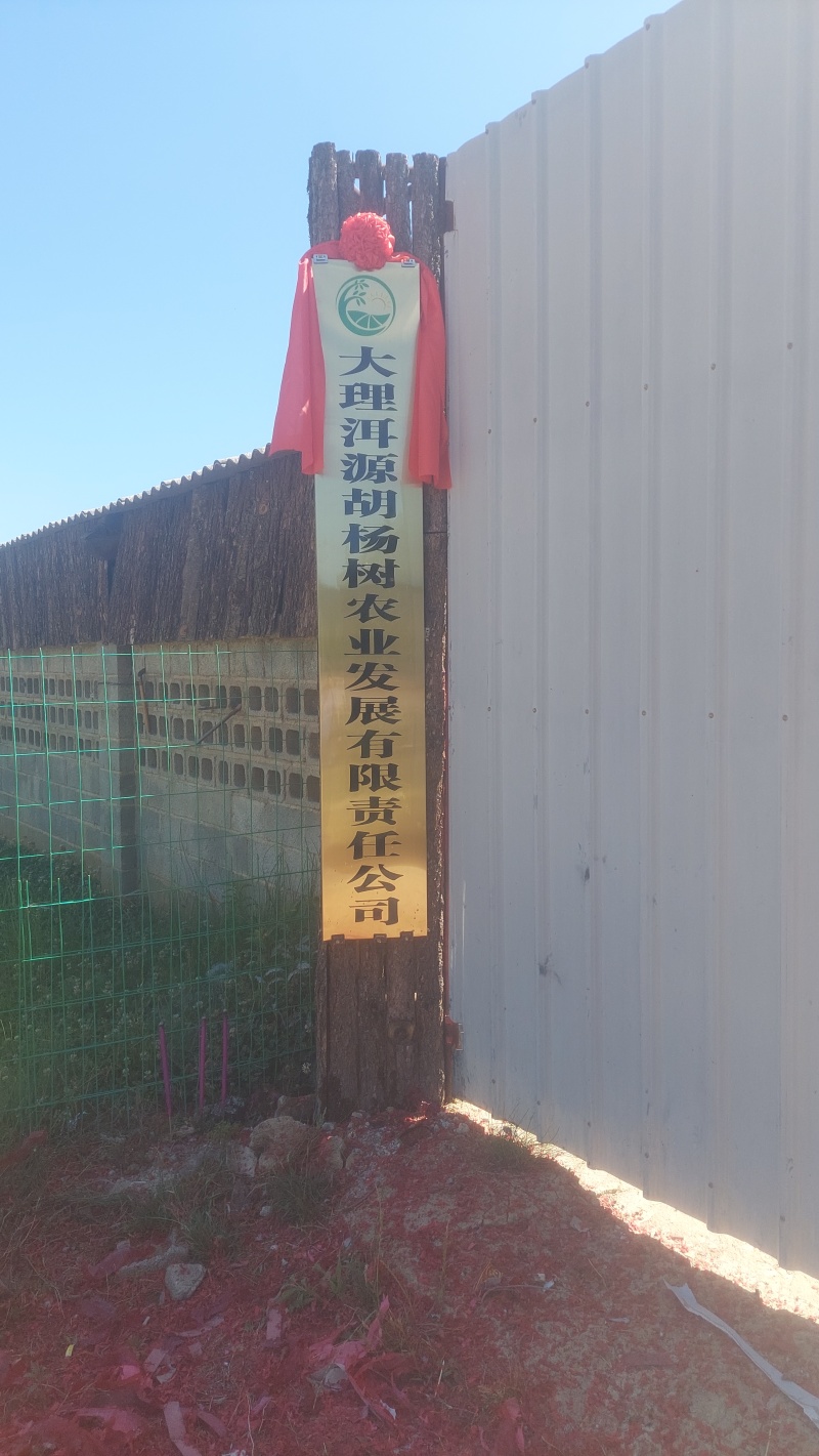 （云南红花酸木瓜）大理红花酸木，生态酸木瓜，基地直发。