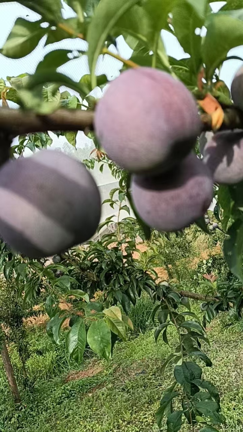 精品发市场