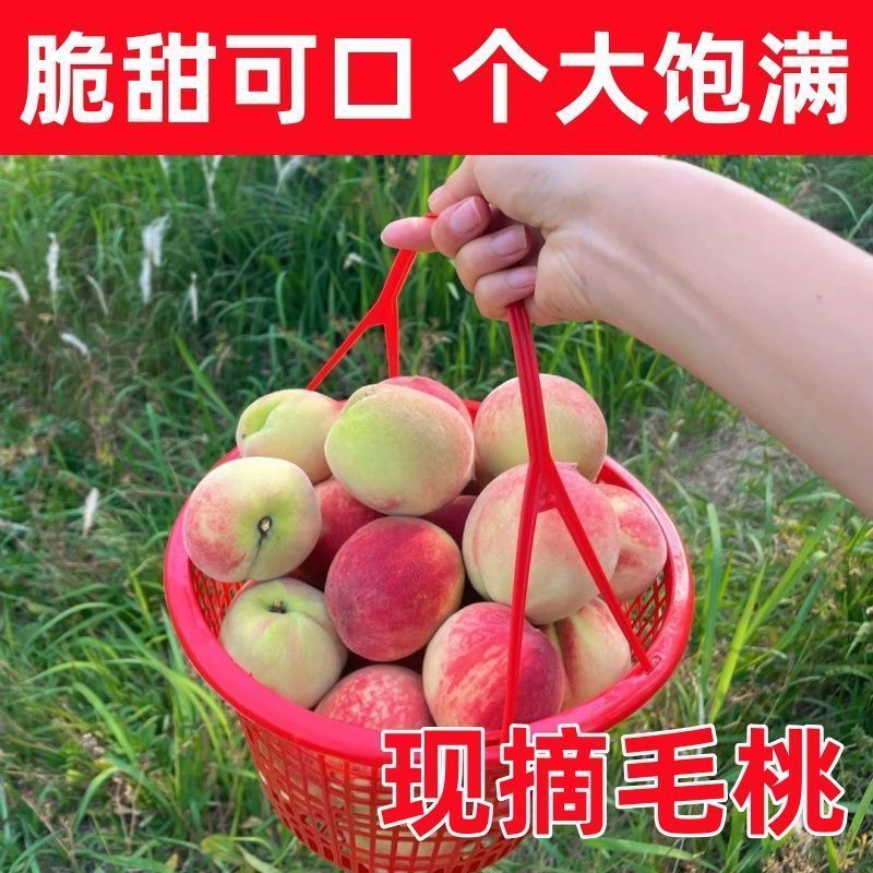 陕西毛桃大量上市中产地直供货源充足对接全国一条龙