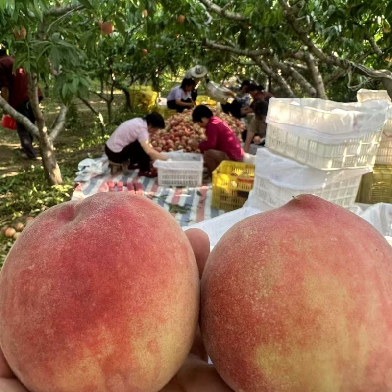 陕西毛桃大量上市中产地直供货源充足对接全国一条龙
