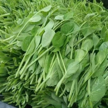 【热卖】贵州豌豆苗豌豆尖新鲜现摘品质保证产地直发