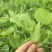 【热卖】贵州豌豆苗豌豆尖新鲜现摘品质保证产地直发