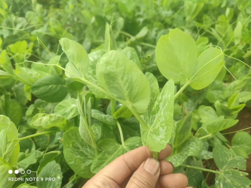 【热卖】贵州豌豆苗豌豆尖新鲜现摘品质保证产地直发