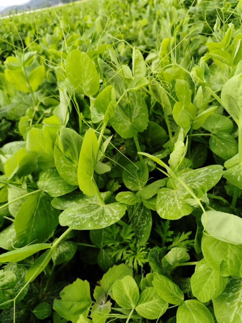 【热卖】贵州豌豆苗豌豆尖新鲜现摘品质保证产地直发