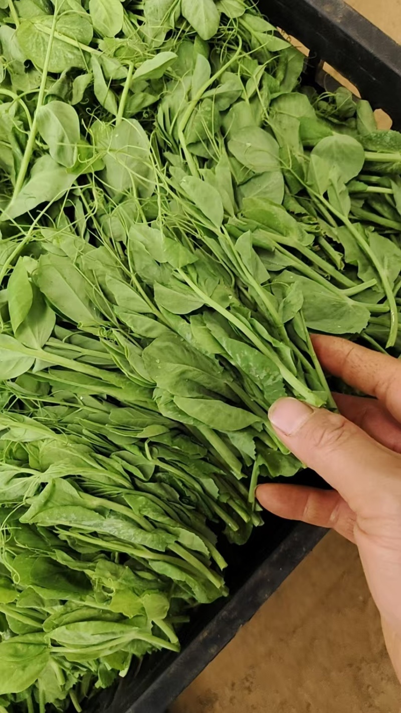 【热卖】贵州豌豆苗豌豆尖新鲜现摘品质保证产地直发