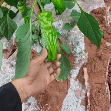 苏椒，薄皮青椒