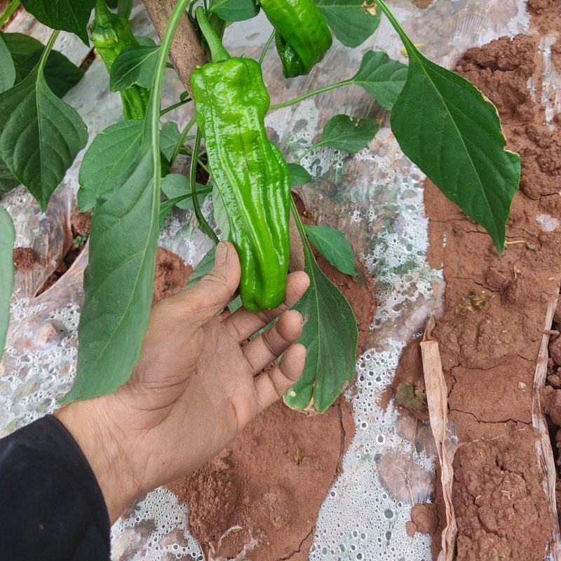 苏椒，薄皮青椒
