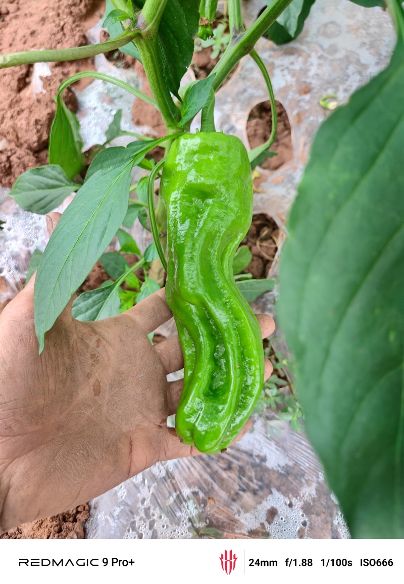 苏椒，薄皮青椒