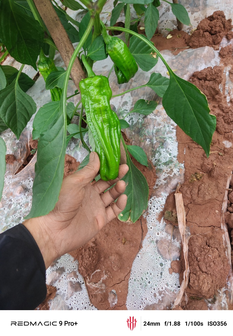 苏椒，薄皮青椒