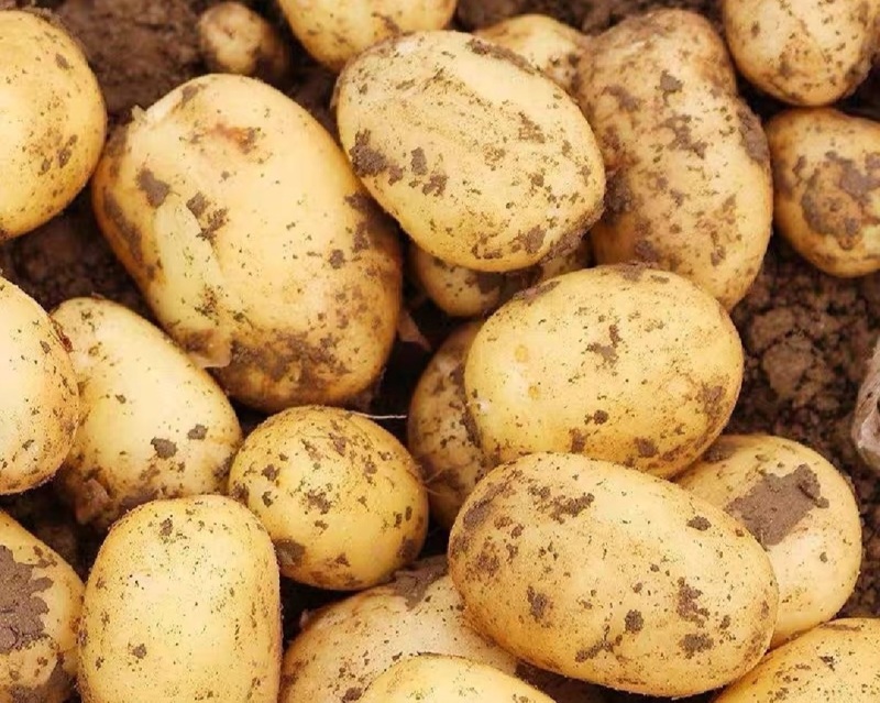 黄心土豆产地直销量大质优价格优惠一手货源欢迎采购