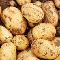 黄心土豆产地直销量大质优价格优惠一手货源欢迎采购