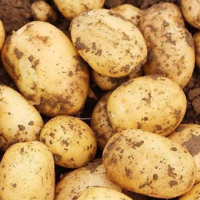 黄心土豆产地直销量大质优价格优惠一手货源欢迎采购