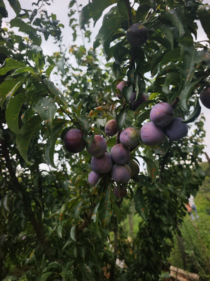 云南文山五月脆李子大量上市，糖度高，个头大！