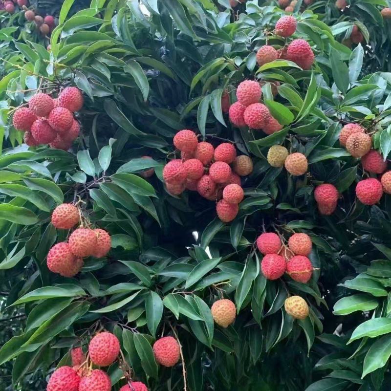 桂味荔枝