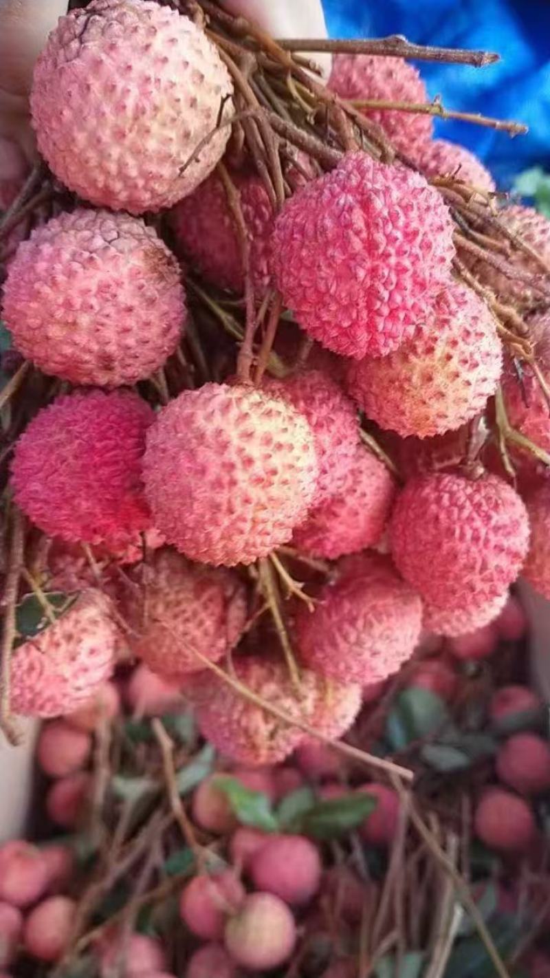 桂味荔枝