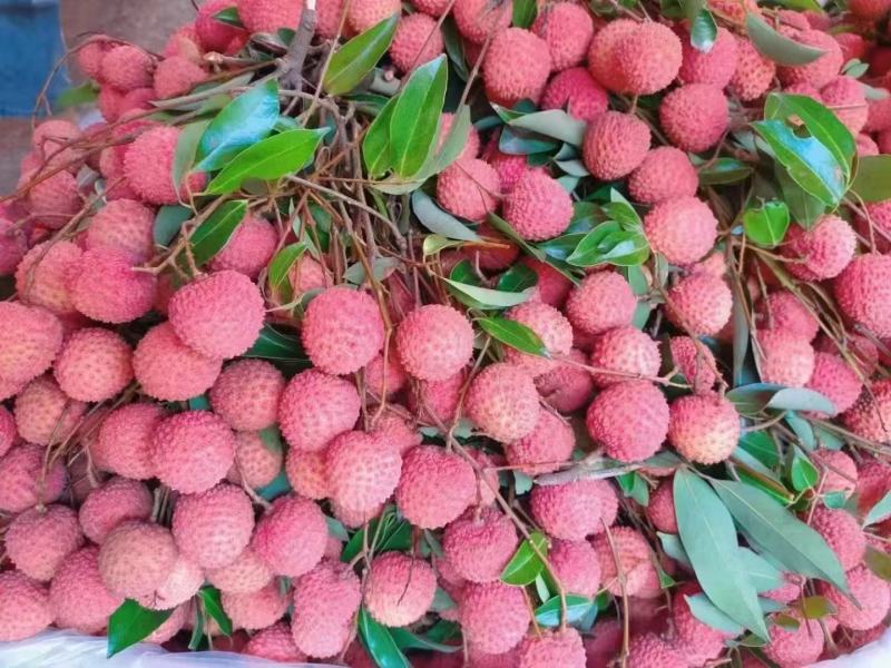 桂味荔枝