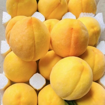 山东蒙阴黄毛桃，大量有货，品质佳，规格齐全，欢迎咨询