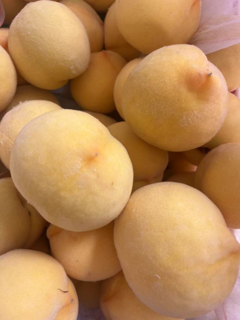 山东蒙阴黄毛桃，大量有货，品质佳，规格齐全，欢迎咨询