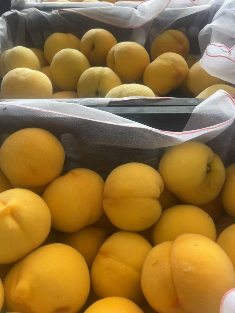 山东蒙阴黄毛桃，大量有货，品质佳，规格齐全，欢迎咨询