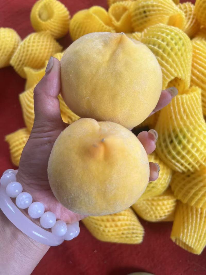 山东蒙阴黄毛桃，大量有货，品质佳，规格齐全，欢迎咨询