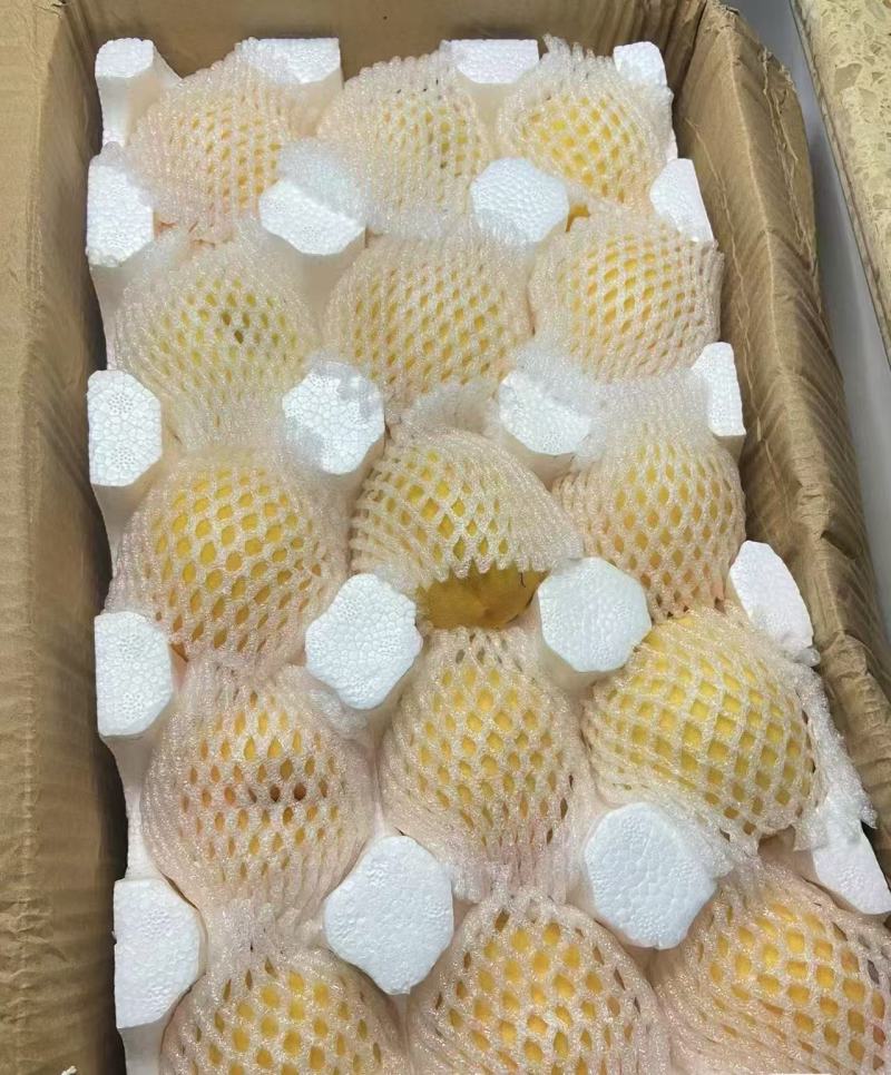 山东蒙阴黄毛桃，大量有货，品质佳，规格齐全，欢迎咨询