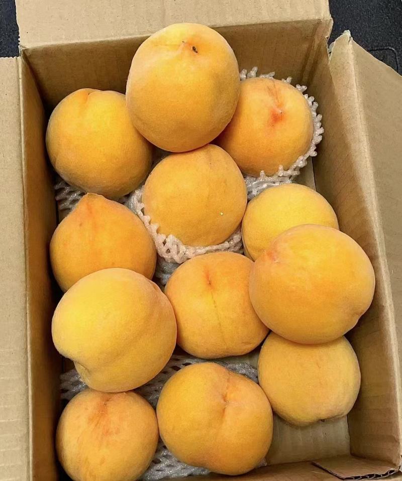 山东蒙阴黄毛桃，大量有货，品质佳，规格齐全，欢迎咨询