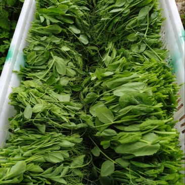 【一件代发】贵州豌豆尖新鲜现摘现发品质保证产地直发