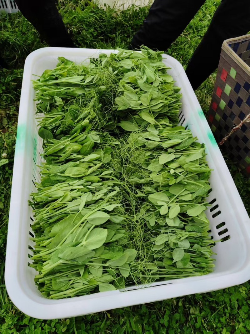 【一件代发】贵州豌豆尖新鲜现摘现发品质保证产地直发