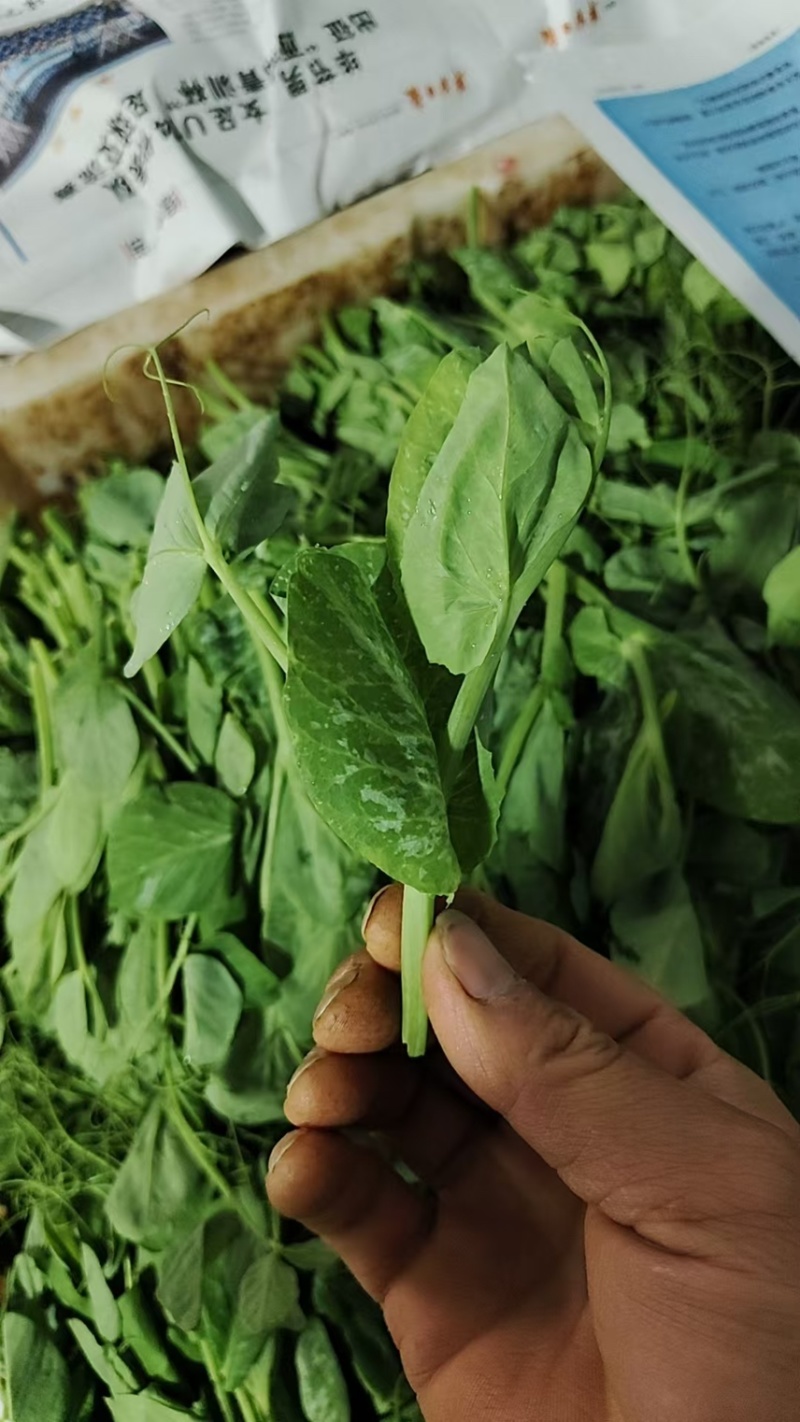 【一件代发】贵州豌豆尖新鲜现摘现发品质保证产地直发