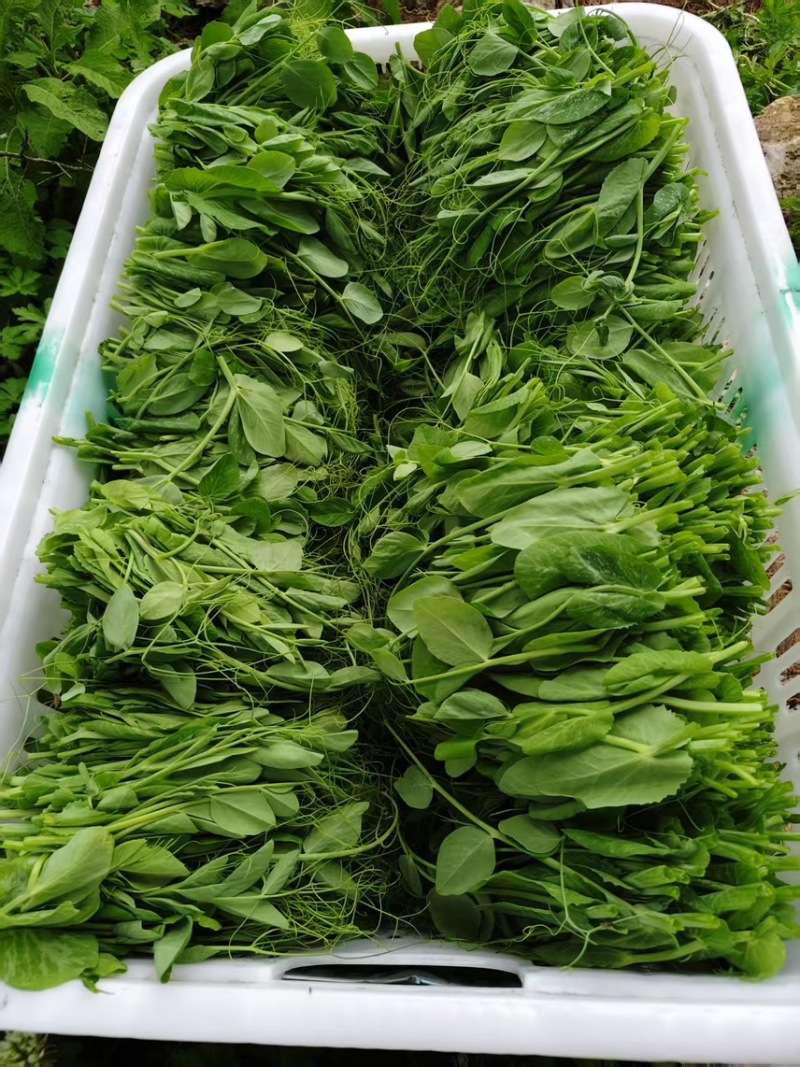 【一件代发】贵州豌豆尖新鲜现摘现发品质保证产地直发