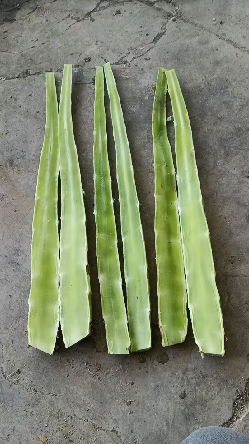 甘肃莴苣，光杆毛叶，市场工厂，产地大量供应，基地货源，