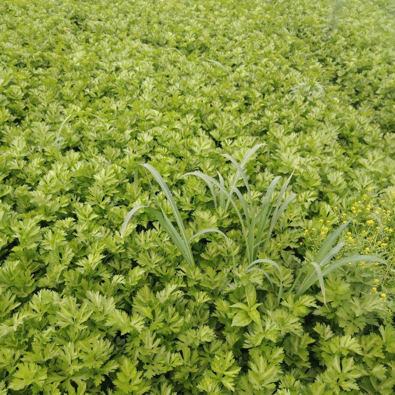 带根香芹