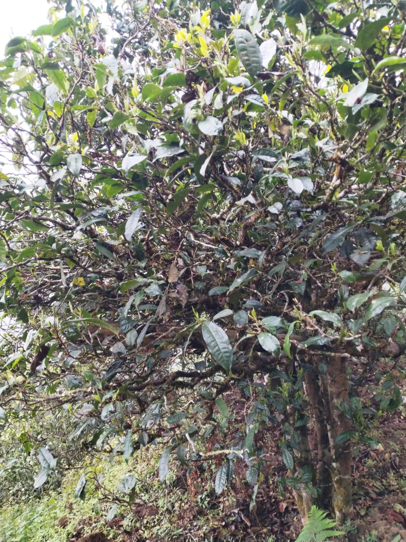 云南勐库大雪山古树红茶自然晾晒颜色正宗口感好