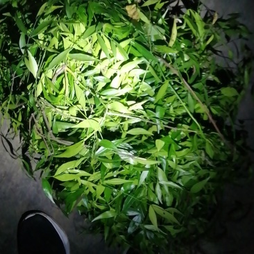 云南山卡卡原生态黑骨藤