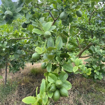 广东香水柠檬一级果