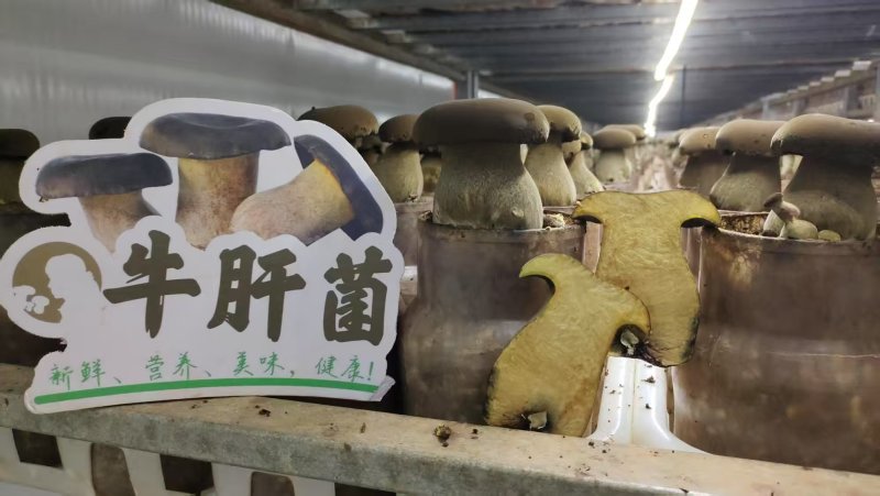黑牛肝菌