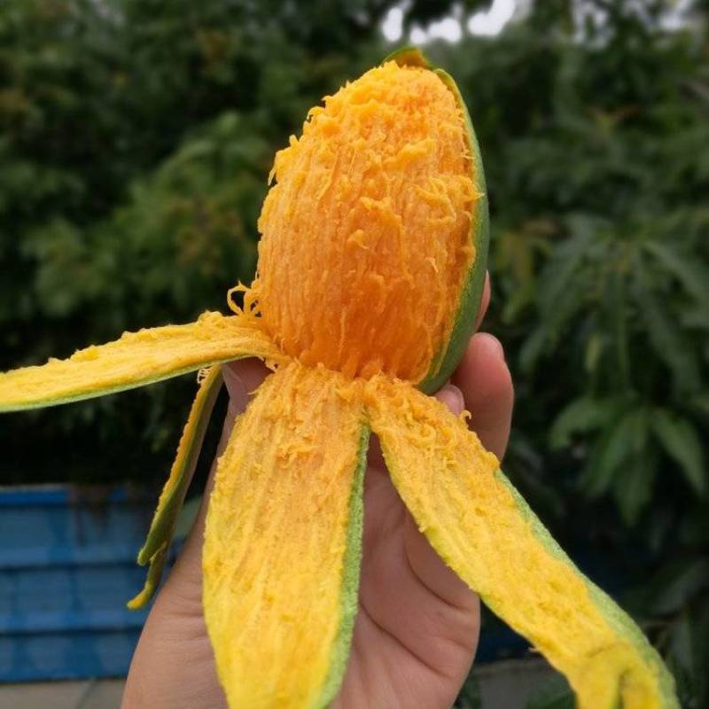 攀枝花椰香芒果，批发，一件代发，商超，下地摘果，都可实现