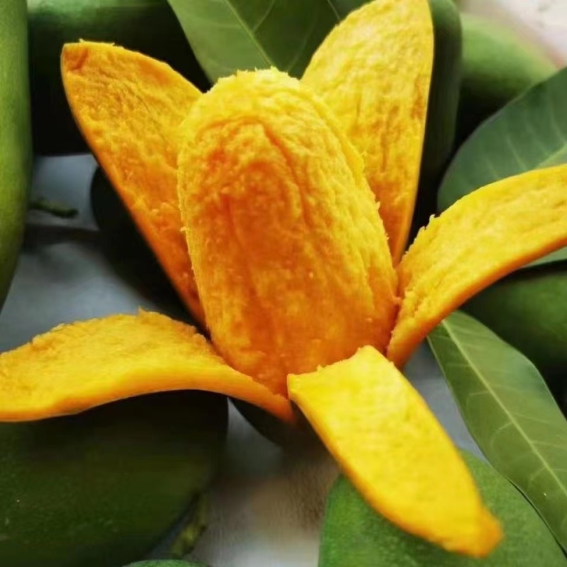 攀枝花椰香芒果，批发，一件代发，商超，下地摘果，都可实现