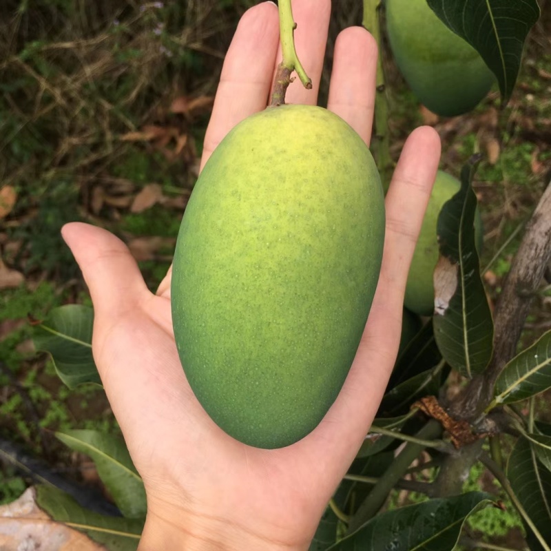 攀枝花椰香芒果，批发，一件代发，商超，下地摘果，都可实现