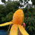 攀枝花椰香芒果，批发，一件代发，商超，下地摘果，都可实现