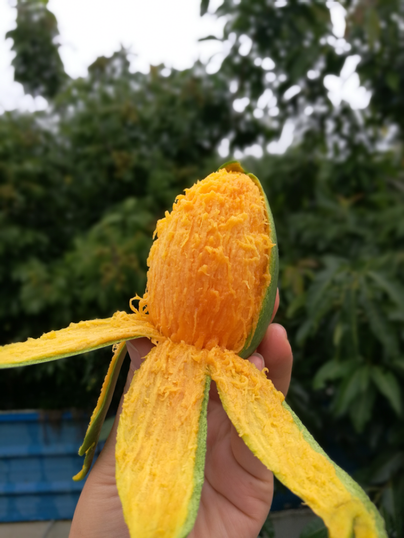 攀枝花椰香芒果，批发，一件代发，商超，下地摘果，都可实现