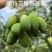 攀枝花椰香芒果，批发，一件代发，商超，下地摘果，都可实现