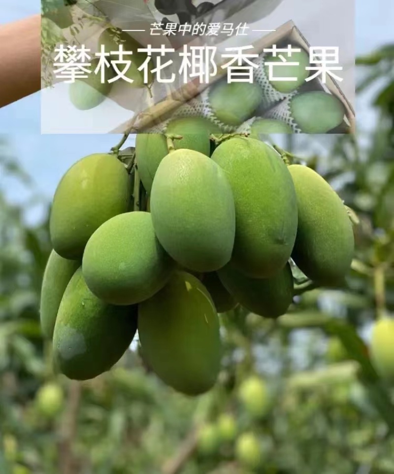 攀枝花椰香芒果，批发，一件代发，商超，下地摘果，都可实现