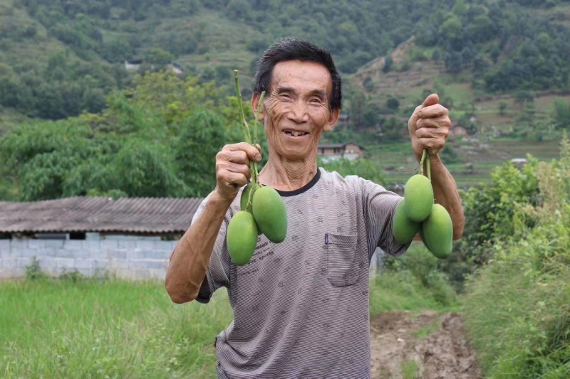 攀枝花椰香芒果，批发，一件代发，商超，下地摘果，都可实现