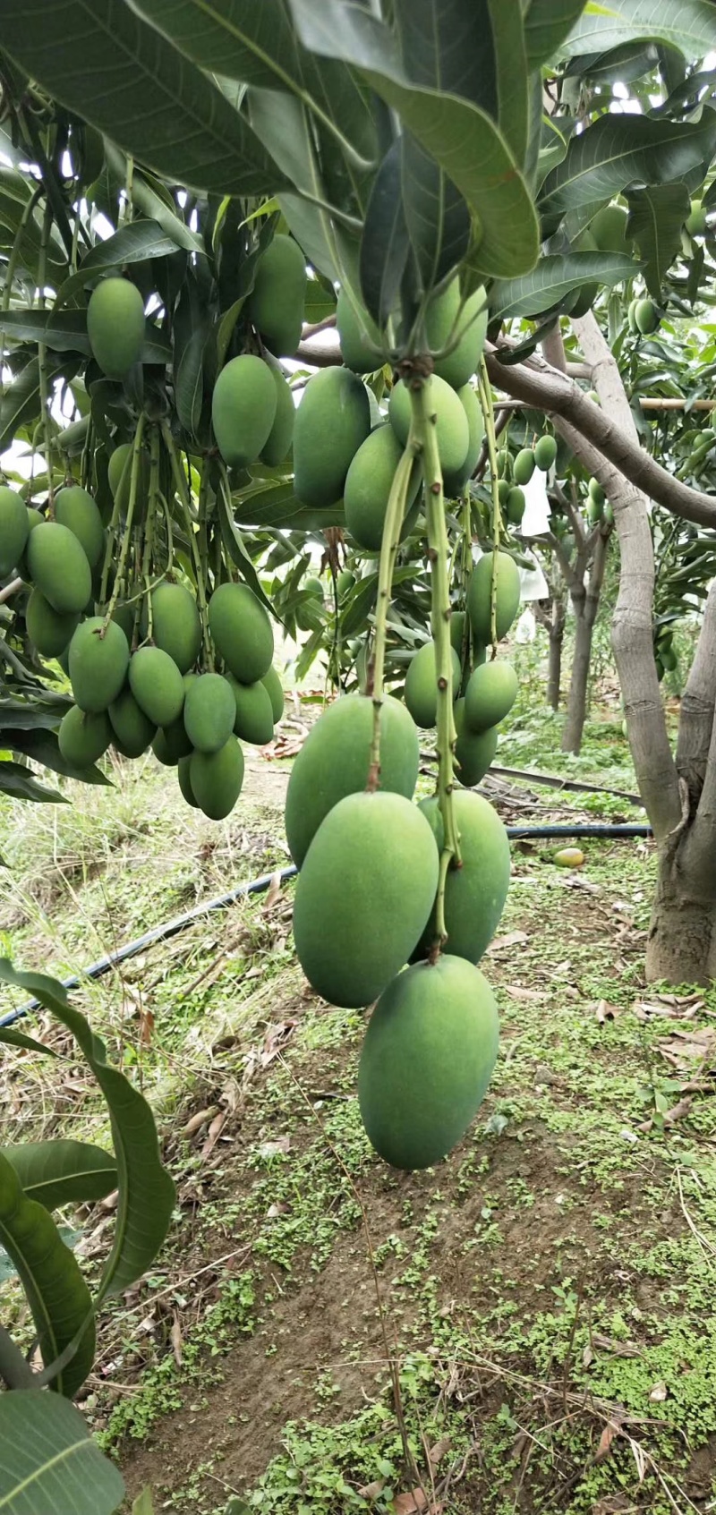 攀枝花椰香芒果，批发，一件代发，商超，下地摘果，都可实现