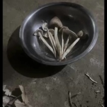 野菌
